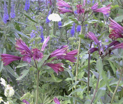Alstoemeria_brasilensisRimg0884.JPG