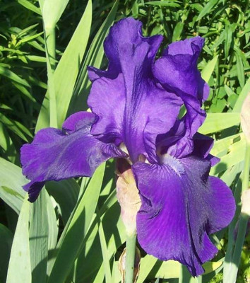 100_5650_Prince_Indigo.jpg