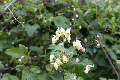 Cl._rehderiana0110b.jpg