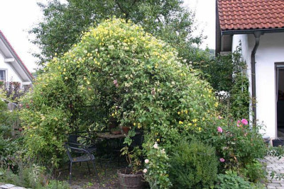 Clematistempel_Gerlinde0310a.jpg