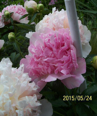 100_5722_Raspberry_Sundae.jpg