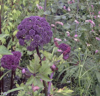 Angelica_gigasRimg0887.JPG