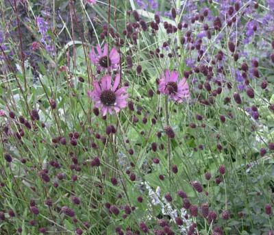 Echinacea_tennesseensisRimg0885.JPG