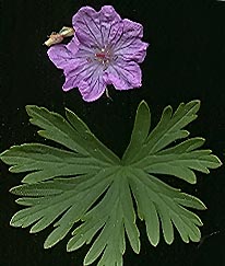 geranium_tub_1804.jpg