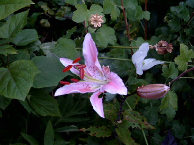 SIMG8706.JPG
