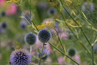 Echinops-Aug-1.jpg