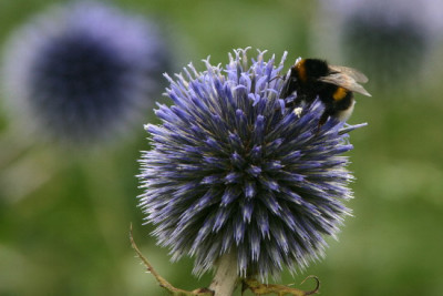 Echinops-Aug-2.jpg