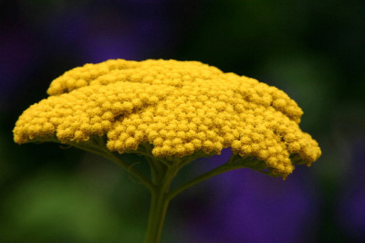 Achillea-Aug-1.jpg