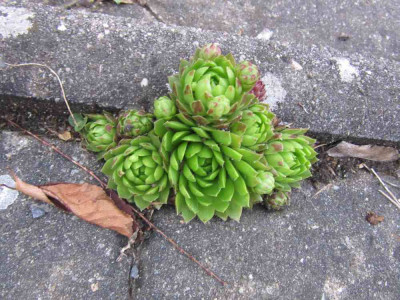 Jovibarba_globifera.jpg