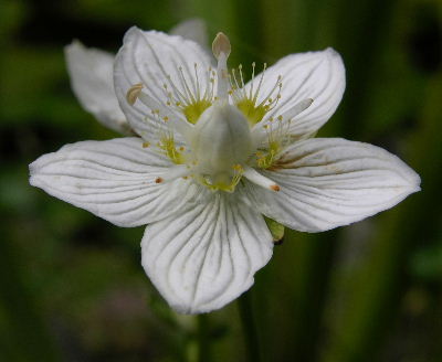 Parnassia_palustris.JPG