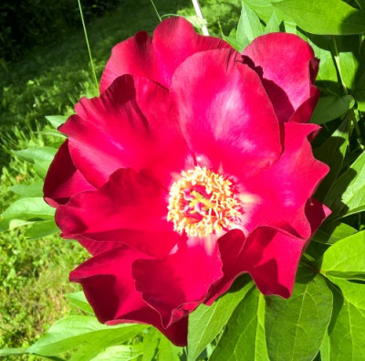 Scarlet_heaven2015.jpg