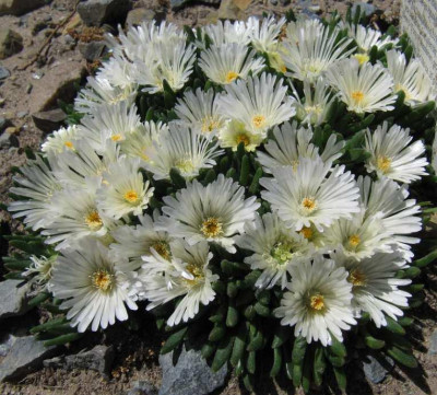 IMG_4337_Delosperma_album_24Mai2015_.jpg