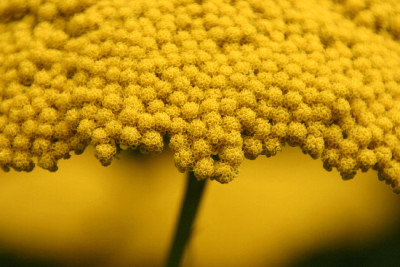 Achillea-Aug-2.jpg