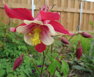 IMG_4295_Aquilegia_Rotstern_20Mai2015_.jpg