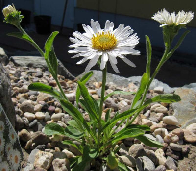 IMG_4343_Aster_alpinus_24Mai2015_.jpg