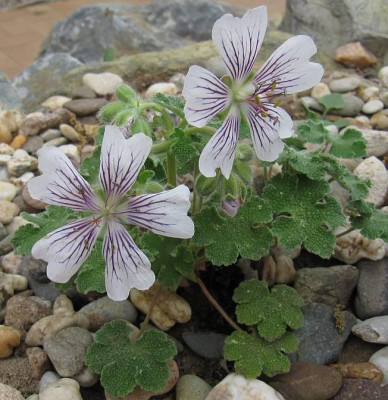 IMG_4321_Geranium_renardii_24Mai2015_.jpg