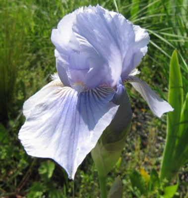 Iris_Morgendammerung_150524.jpg