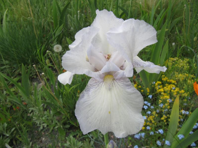Iris_English_Cottage_150520.jpg