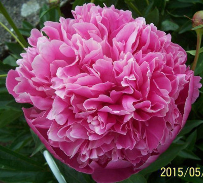 100_5716_Edulis_superba.jpg
