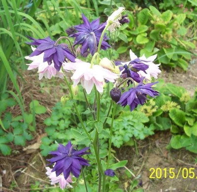 100_5679_rosa_und_lila.jpg