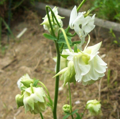 100_5682_weigrune_Akelei.jpg