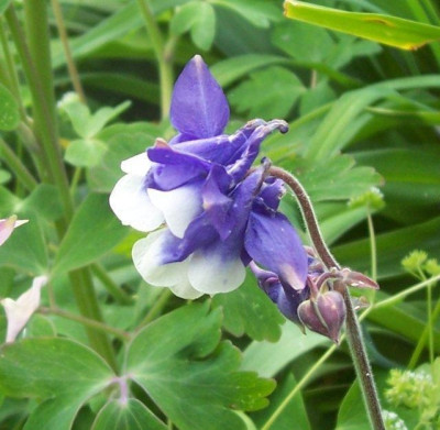100_5687_blauweie_Akelei.jpg