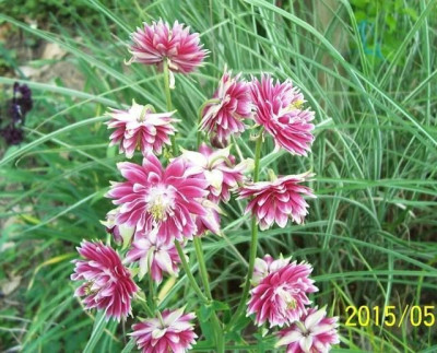 100_5689_Nora_Barlow_mix.jpg