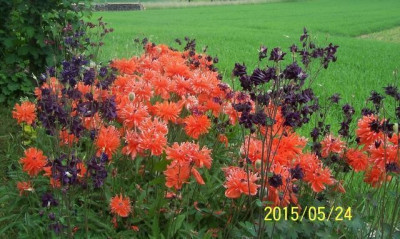 100_5691_Wuchermohn_und_Akelei.jpg