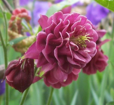 100_5692_rotes_Tutu.jpg
