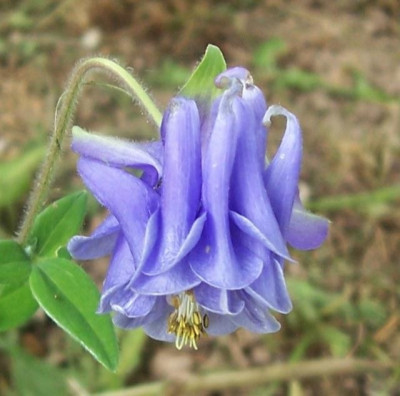100_5694_blaue_Akelei.jpg