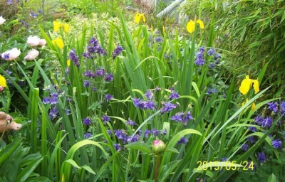 100_5696_Akelei_und_Iris_pseudacorus.jpg