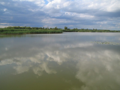 Federsee.jpg