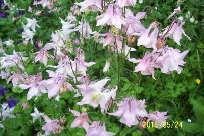 100_5708_Akelei_blush.jpg