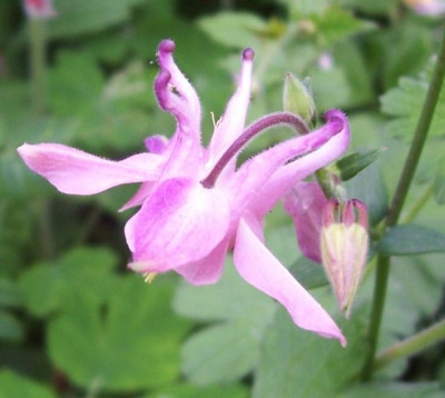 100_5710_kleinblutige_rosa.jpg