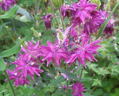 100_5713_spornlos_pink.jpg