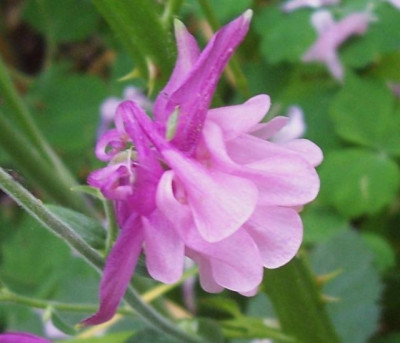 100_5714_Akelei_zweierlei_rosa.jpg