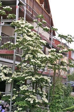 Cornus_Venus_1_IMG_9618_2.jpg