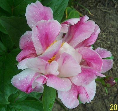 100_5730_Pink_Luau.jpg