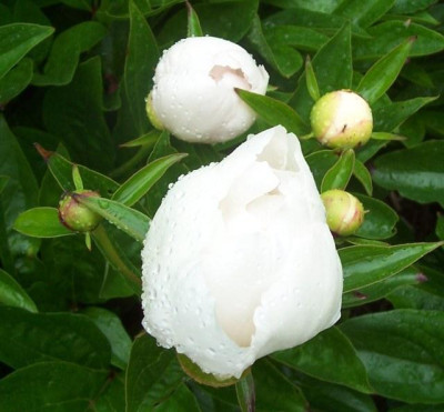 100_5734_Krinkled_White.jpg
