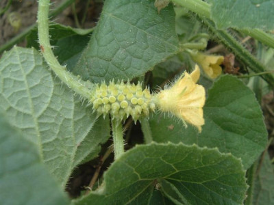 Kiwano.jpg