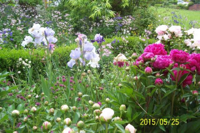 100_5729_Paonien_und_Iris.jpg