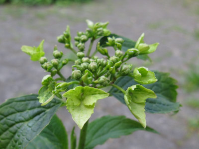 Arbeitsname_Green_Tonic_Kopie.jpg