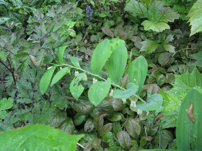 Polygonatum_grun_Kopie.jpg