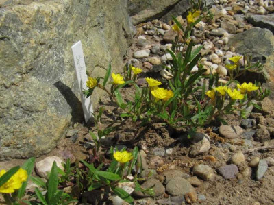 IMG_4395_Oenothera_minima_25Mai2015_.jpg