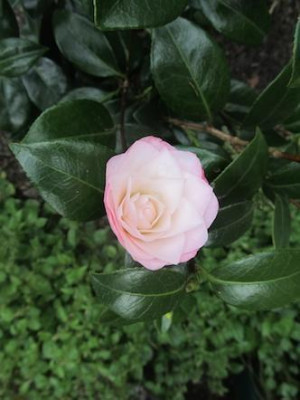 IMG_7866.jpg