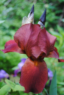 k-iris3_067.jpg