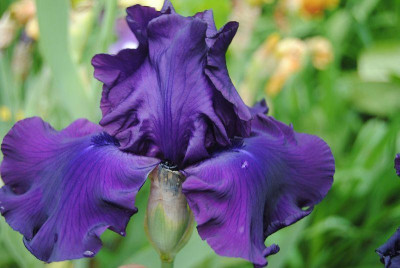 k-iris3_032.jpg
