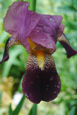 k-iris3_043.jpg