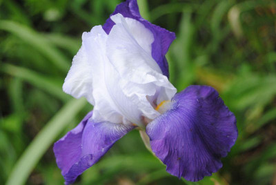 k-iris3_090.jpg
