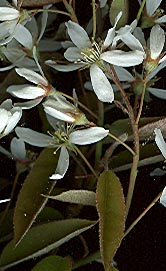 amelanchier_1804.jpg